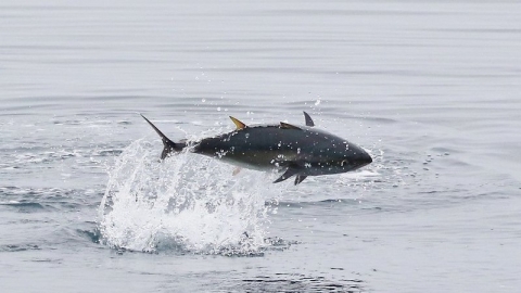 日本黑鮪魚面臨國際仲裁 MSC永續海鮮標章權威地位動搖