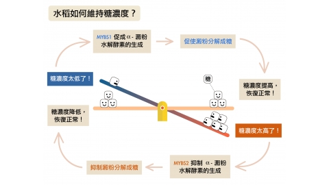 打造超完美稻米，餵飽全世界！余淑美與國際 C4水稻計畫