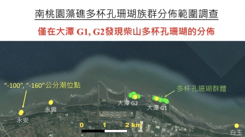研究登國際期刊：大潭藻礁擁有保育類珊瑚穩定族群 環團再度籲三接遷址