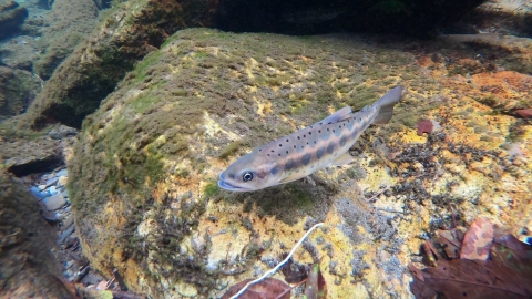 氣候變遷衝擊櫻花鉤吻鮭 武陵農場「退耕造林」守護國寶魚棲地