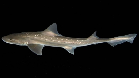  紐西蘭星鯊發出「喀喀」聲！ 錄音證實鯊魚會發聲