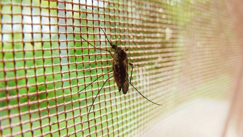 田野測試成功第一例 基改真菌在擬真環境消滅99%的瘧蚊