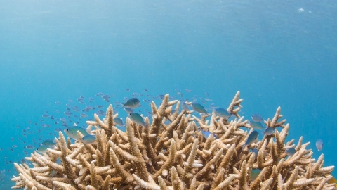 長眠海底的「珊瑚礁葬」 骨灰化作人工魚礁 助海洋棲地復育
