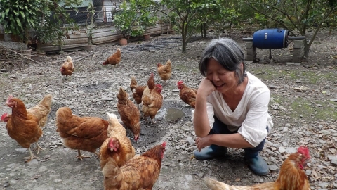 紅葉部落長輩養雞 微型創業又療癒