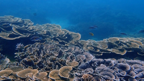 海域生態調查先期報告出爐 環境DNA檢測台灣海峽魚種230種最多