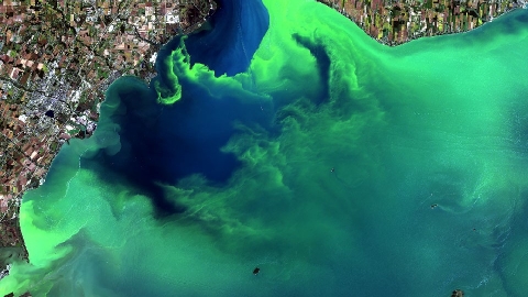 空中看海洋20年 浮游植物大量增生更嚴重了