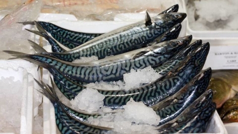 逾12年超限捕撈 北大西洋鯖魚不再是永續海鮮