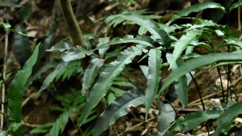 淺山步道的殖民樂園——野放的外來植栽與被吞噬的原生蕨類