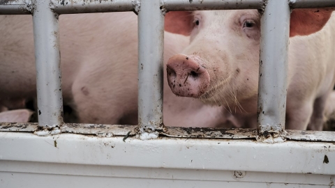 熱緊迫與嚴重外傷 美國每年千萬隻農場動物 因惡劣運輸環境而死