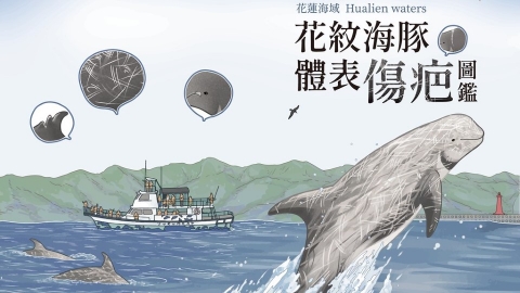 台灣首部「花紋海豚傷疤圖鑑」上線 黑潮：38%傷疤疑似人為相關