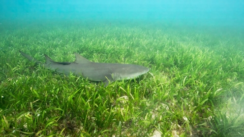  檸檬鯊育嬰房——東沙環礁海草床 全球獨一無二的生態明珠