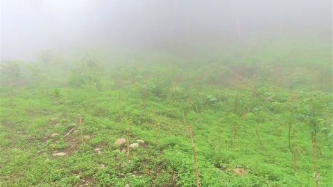 移除老化竹林、種回原生闊葉樹種 南投林管處與社區合作「退竹還林」