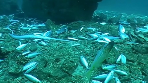 無差別「炸魚」毀珊瑚礁與鯨豚 光靠執法難根絕