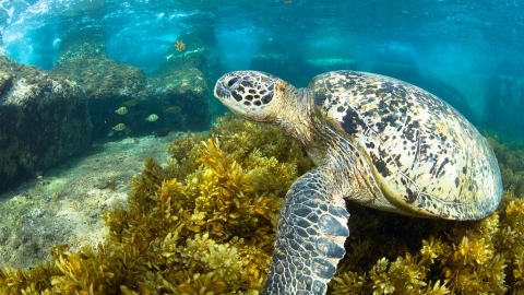 幫海龜點名！ 資料庫累計超過700隻 「海龜戶口名簿」網站上線