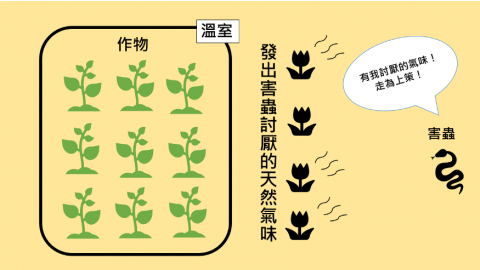 內心有機農場種菜也種「心」