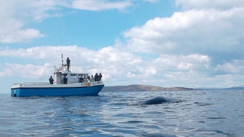  食物短缺鯨魚不再來 一位賞鯨業者25年事業走向倒閉的沉痛告白