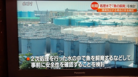 東京電力考慮用輻污水養魚 作為放流海洋評估標準