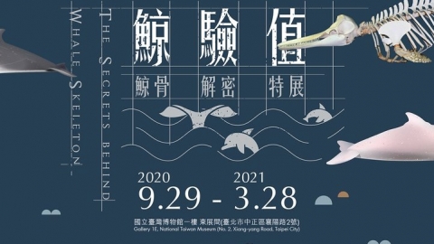 那些在台灣近海擱淺的鯨豚告訴我們的事：逛特展累積「鯨」驗值