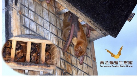 在農地上幫高頭蝠蓋家屋 收集肥料×保育 一兼二顧