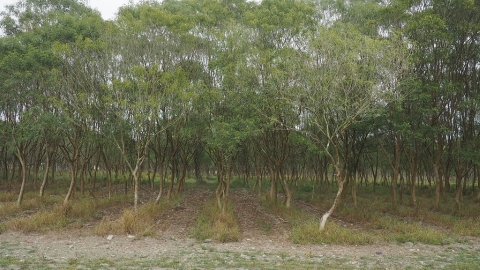 森林碳匯是什麼？ 能永久不變嗎？ 碳匯如何轉「碳權」、申請管道一次搞懂
