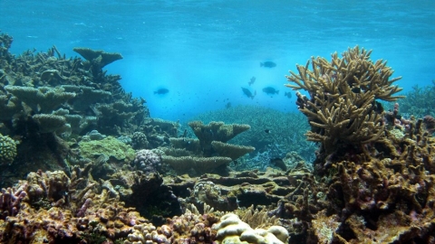 紐西蘭首次發現大規模海綿白化 科學家憂「連串災難的開端」