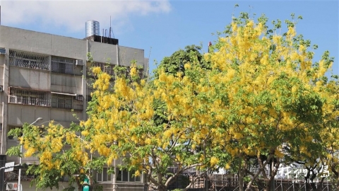 在台灣遇見東南亞植物 跟著胖胖樹逛東協市場