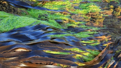 海上找出路 「海藻農場」成拯救缺糧未來式？