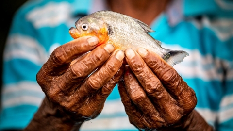 消失的淡水魚 WWF報告：餵飽2億人的重要產業，1/3族群卻已瀕臨滅絕