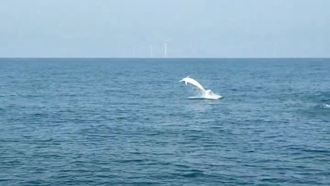白海豚躍起同框苗栗外海風機 海保署攜手漁民增目擊紀錄