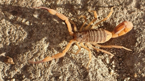  快速都市化、氣候暖化 巴西每年逾20萬人被蠍子螫傷