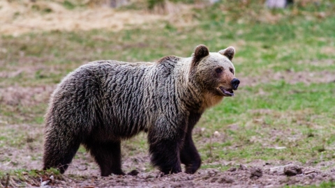  斯洛伐克熊襲人頻傳 政府核准撲殺境內1/4棕熊並賣熊肉