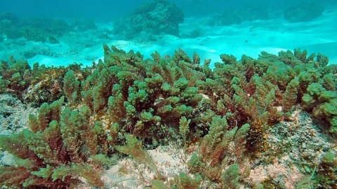 牛羊排氣加劇暖化 紐西蘭科學家三策略改造畜牧業