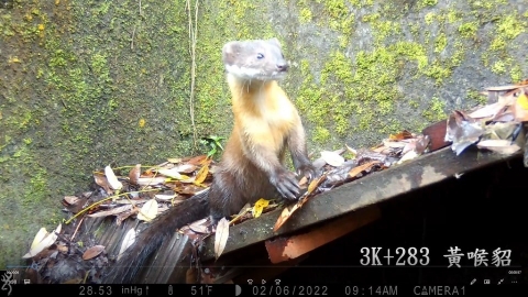 既有工程增設生態友善設施 林務局助動物脫困影像證明有效