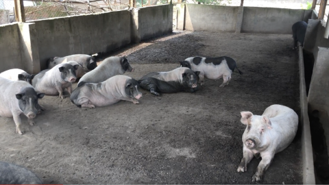 養豬不吃豬 駱鴻賢的豬豬天堂陪伴動物到老