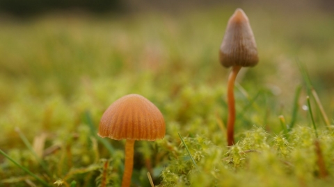 迷幻蘑菇有神奇療效 研究證實能「重設」憂鬱症患者大腦