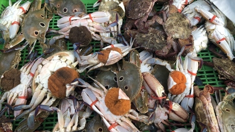 抱卵母蟹擴大禁捕五個月 市場也不能賣！ 漁業署估可保護六成母蟹