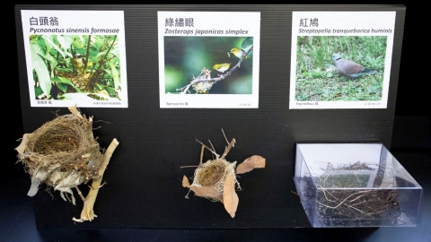 看鳥巢七十二變！從鳥類親緣關係看鳥巢如何演化