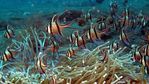 水族貿易的犧牲品 考氏鰭竺鯛數量驟減90% 美國擬禁進出口