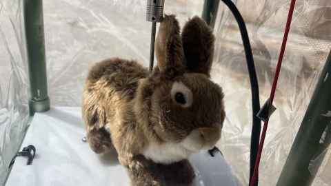  動作、體溫、氣味都像真兔 美國家公園雇上百機器兔誘捕入侵種巨蟒