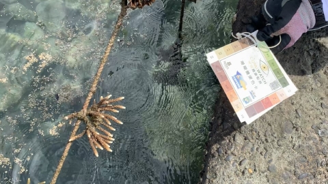 為海洋生物造一個家 「種」出珊瑚飯店