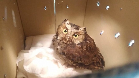 我們與野鳥的距離：救傷觀察守護落難鳥兒重回天際