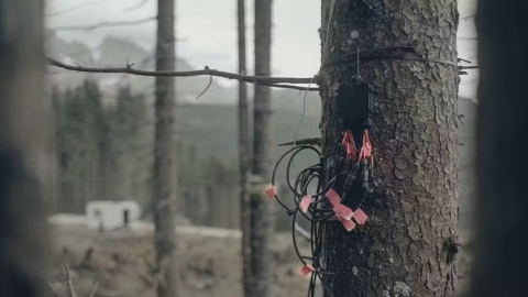  森林也有Internet 雲杉老樹在日食來臨前「通知」年輕樹