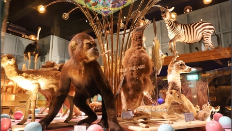 物種的生命、誘惑、死亡 神遊一趟荷蘭自然生物多樣性中心