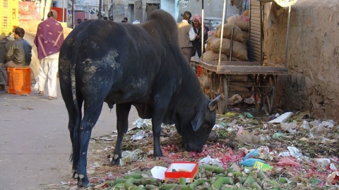 印度市政府開「垃圾餐廳 」 塑膠撿越多 吃得越好