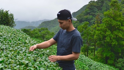 白俊育引進滴灌系統 翻新坪林茶業