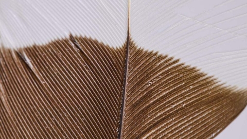  世界上最貴的羽毛 毛利人「聖鳥」鐮嘴垂耳鴉滅絕之路