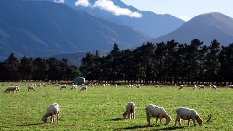全球首例 紐西蘭將向畜牧業溫室氣體排放收費