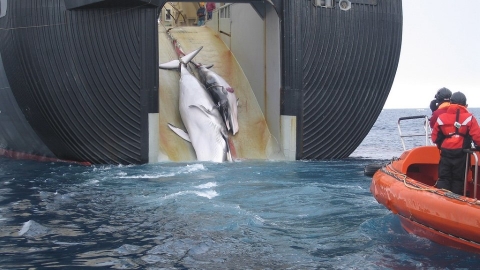  為大型捕鯨做準備？ 日本擬將長須鯨列入商業捕鯨
