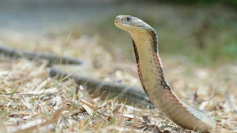 全球1/5爬行動物恐滅絕 林地喪失、獵捕、外來入侵種是致命威脅