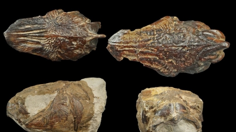 台灣海洋化石與魚類化石的研究、回顧與展望